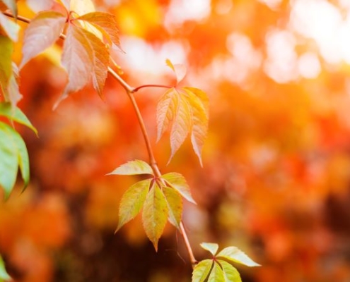 Värikkäitä syksyisiä lehtiä